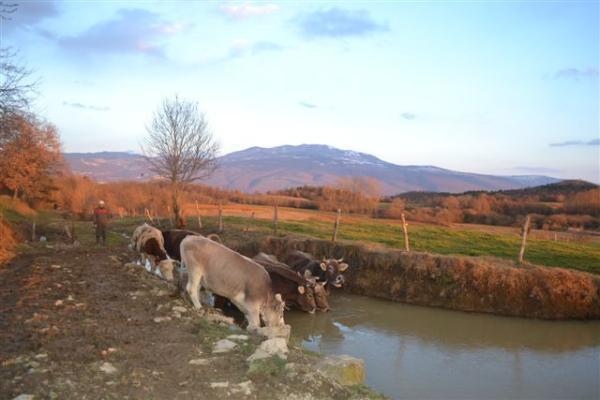 Agroturism Stara Stala Hotel Borut Екстериор снимка